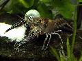 Akvaryum Procambarus Spiculifer kerevit kahverengi fotoğraf