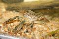 Aquarium Zoetwaterschaaldieren Procambarus Vasquezae rivierkreeft  foto
