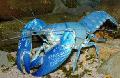 Aquarium Cyaan Yabby rivierkreeft, Cherax destructor blauw foto