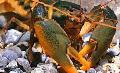 水族馆 淡水甲壳动物 红螯螯Holthuisi 小龙虾  照