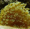 Akvárium Virágcserép Korall, Goniopora sárga fénykép