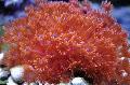 Akvariumas Vazonas Koralų, Goniopora raudonas Nuotrauka