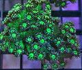 Акваријум Flowerpot Coral, Goniopora зелена фотографија