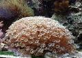 Akvárium Virágcserép Korall  fénykép és jellemzők