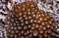 Akvarium Honeycomb Korall, Diploastrea brun Bilde