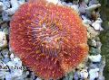 Akvarium Plade Koral (Champignon Coral), Fungia rød Foto