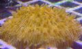 Aquarium Plaatkoraal (Paddestoel Koraal), Fungia geel foto