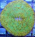 Aquarium Platte Koralle (Pilzkoralle), Fungia grün Foto