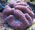 Acvariu Lobate Coral Creier (Deschis Corali Creier), Lobophyllia violet fotografie