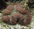 Akvarij Pernati Možgani Koral (Open Brain Coral), Lobophyllia rjava fotografija