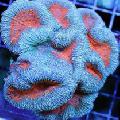 Akvarij Pernati Možgani Koral (Open Brain Coral), Lobophyllia svetlo modra fotografija