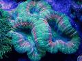 Akvárium Karéjos Agy Korall (Nyitott Agy Korall), Lobophyllia zöld fénykép