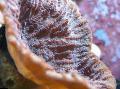 水族馆 Merulina珊瑚  照 和 特点