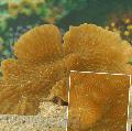 Acuario Merulina Coral amarillo Foto