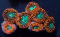 Akvarij Ananas Coral, Blastomussa rjava fotografija