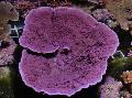 Akvárium Montipora Farebné Koralov  fotografie a vlastnosti