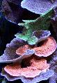 Aquário Montipora Coral Colorido rosa foto