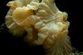 ενυδρείο Αλεπού Κοραλλιών (Κορυφογραμμή Κοράλλι, Γιασεμί Κοράλλι), Nemenzophyllia turbida κίτρινος φωτογραφία