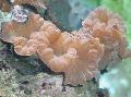 Akvárium Fox Korall (Gerinc Korall, Jázmin Korall)  fénykép és jellemzők