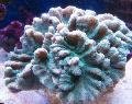 Aquarium Stekelige Cup, Pectinia lichtblauw foto