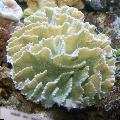 Akvarium Spiny Cup, Pectinia hvit Bilde