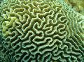 Platygyra珊瑚