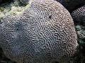 Akvaarium Platygyra Korall  Foto ja omadused