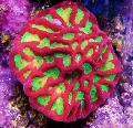 Akvarium Platygyra Coral  Foto og egenskaber