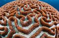 Akvarium Platygyra Korall  Fil och egenskaper
