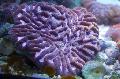Akvarij Platygyra Coral vijolična fotografija