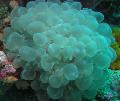 Aquarium Bubble Coral, Plerogyra light blue Photo