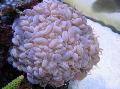 Akvarij Bubble Coral, Plerogyra rožnat fotografija