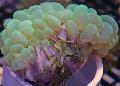 Akvarium Bubbla Korall, Plerogyra grön Fil