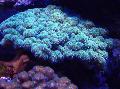 Akvarij Cvetača Coral, Pocillopora svetlo modra fotografija