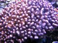 Akvariumas Žiediniai Kopūstai Koralų  Nuotrauka ir charakteristikos