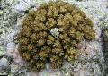 Akvarium Blomkål Korall, Pocillopora brun Bilde