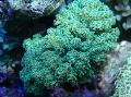 Akvarij Cvjetača Koralja  Foto i karakteristike