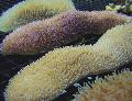 Aquarium Tong Koraal (Slipper Koraal)  foto en karakteristieken