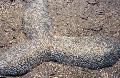Аквариум Полифиллия кротовидная, Polyphyllia talpina серый Фото