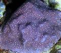 Aquarium Porites Korallen lila Foto