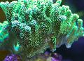 Akvarij Birdsnest Coral, Seriatopora zelen fotografija