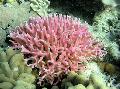 Akvarij Birdsnest Coral  fotografija in značilnosti