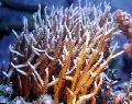 Aquário Birdsnest Coral, Seriatopora amarelo foto