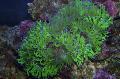 Akvarium Elegans Korall, Konstigt Korall, Catalaphyllia jardinei grön Fil