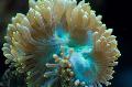 Elegancja Koral, Koral Dziwnego