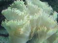Acuario La Elegancia De Coral, Coral Maravilla, Catalaphyllia jardinei blanco Foto