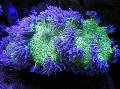 Akvarium Eleganse Koraller, Rart Korall, Catalaphyllia jardinei lilla Bilde