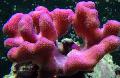 Finger Korall