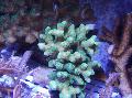 Aquarium Finger Coral, Stylophora light blue Photo