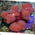 Akvárium Prst Koralov, Stylophora červená fotografie